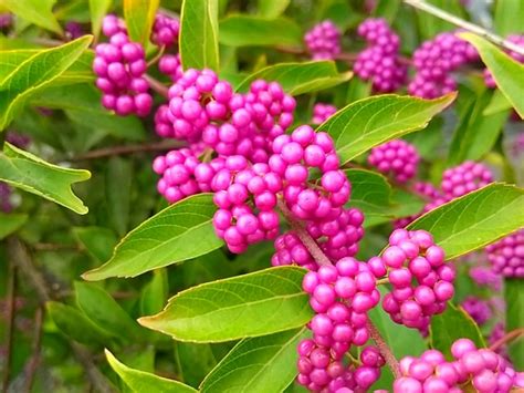 紫式部 蘭花|紫式部（ムラサキシキブ）とはどんな植物？花言葉や。